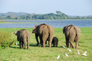 elephant, asian elephant, sri lankan elephant, minneriya national park, sri lanka, animal, mammal, wildlife, wild, endangered, family, back, nature, backside, bottom, tail