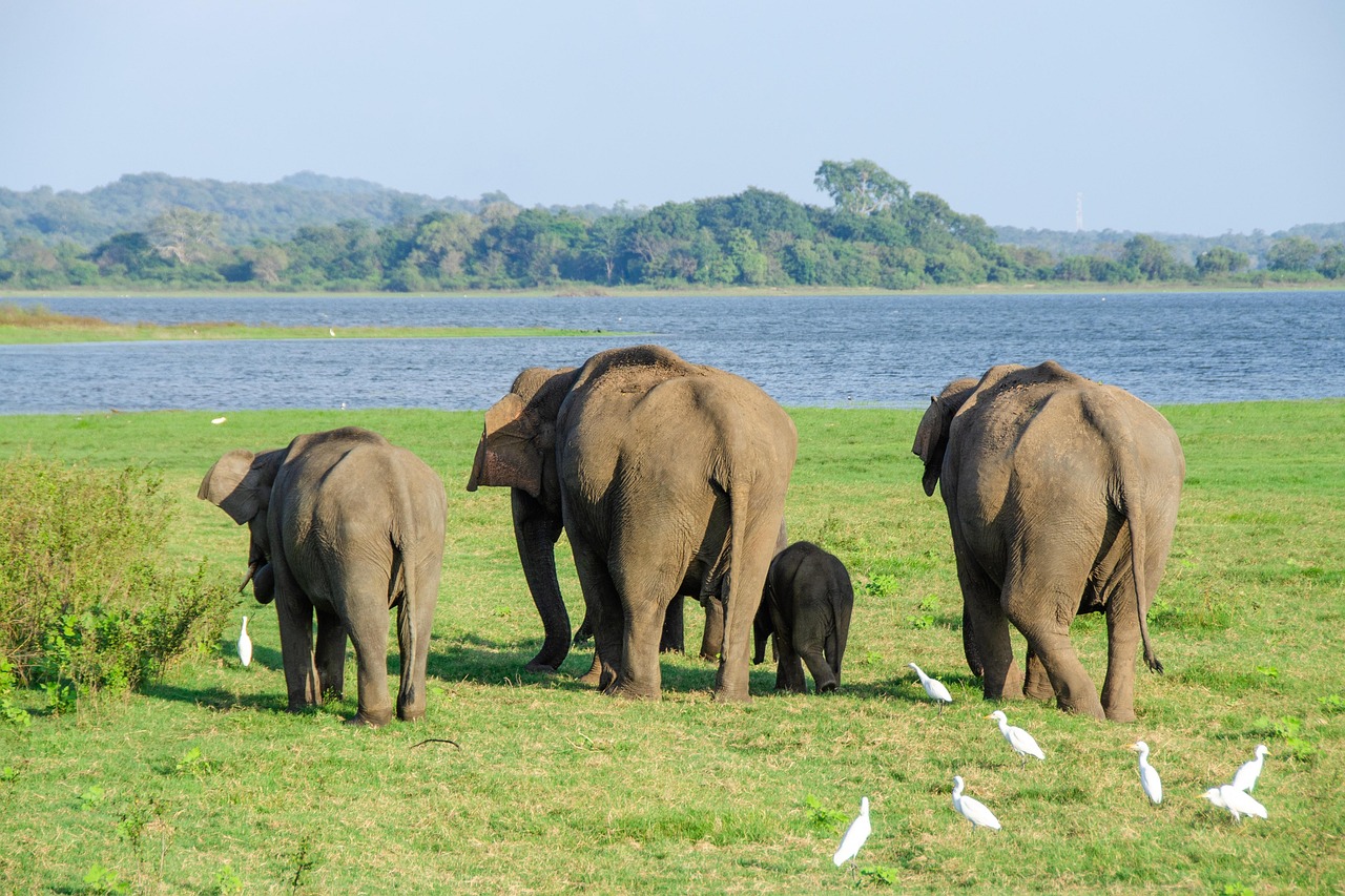 elephant, asian elephant, sri lankan elephant, minneriya national park, sri lanka, animal, mammal, wildlife, wild, endangered, family, back, nature, backside, bottom, tail