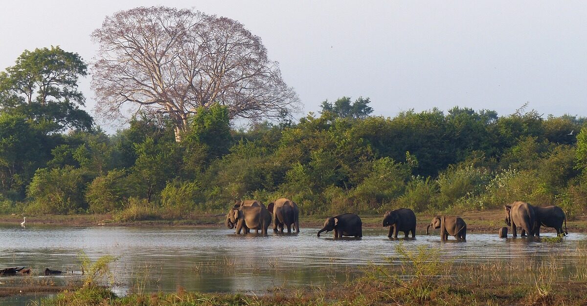 elephants, nature, bath, wildlife, bathing, animal, safari, sri lanka