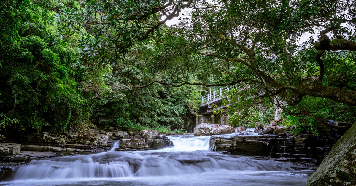 Serene forest waterfall scene with lush vegetation and a picturesque bridge crossing over the stream.