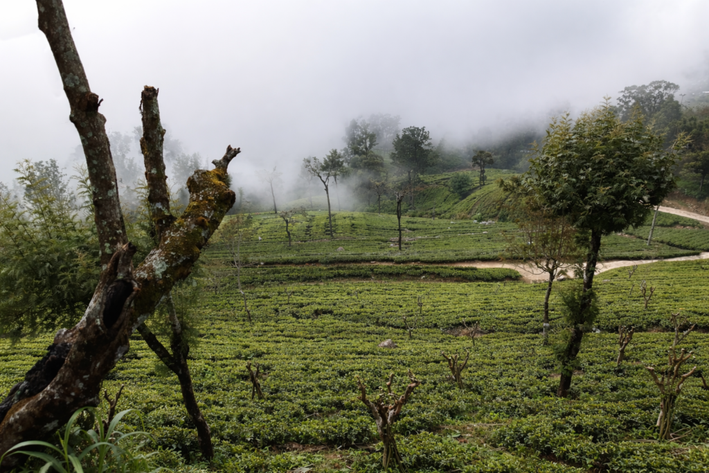 misty morning at the tea plantation misty morning at the tea plantation