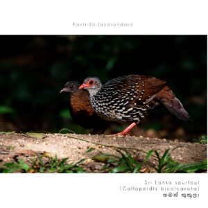sri lankan spurfowl