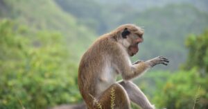 Toque macaque sitting on a rock in Dambulla, Sri Lanka, surrounded by lush greenery.