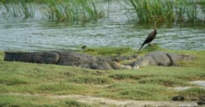 Crocodiles and a snakebird by a water body in Yala National Park, Sri Lanka.