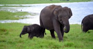 A herd of elephants, including a calf, grazes by a water body in a lush savanna landscape.
