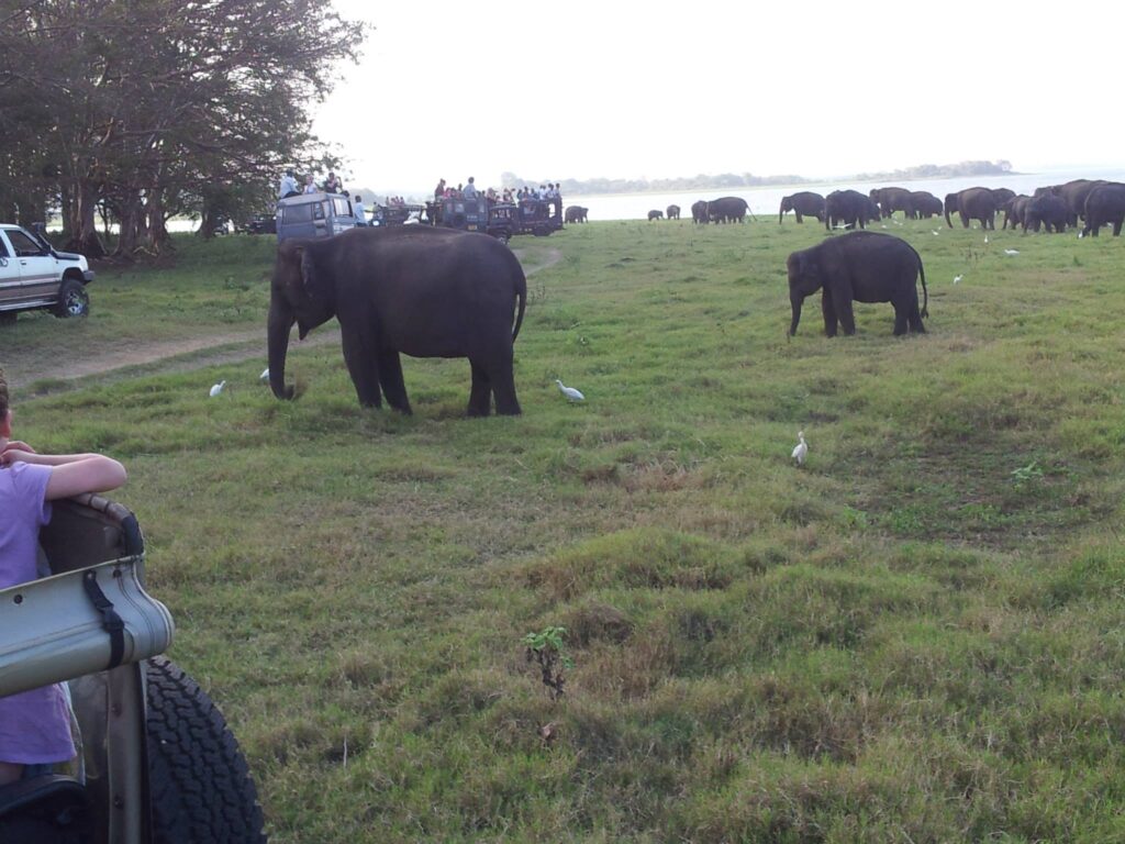 Minneriya Sri Lanka Great Elephant Gathering | Asian Elephants & Wildlife Sri Lanka Great Elephant Gathering at Minneriya and Kaudulla National Parks in Sri Lanka