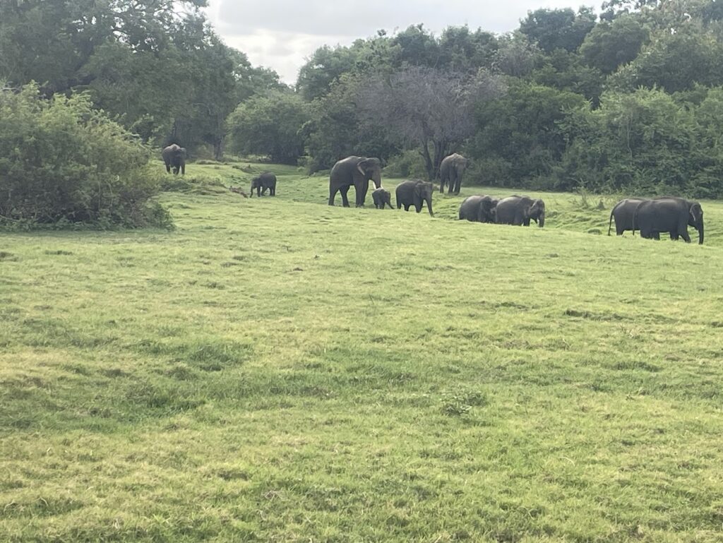 Minneriya Sri Lanka Great Elephant Gathering | Asian Elephants & Wildlife Sri Lanka 3