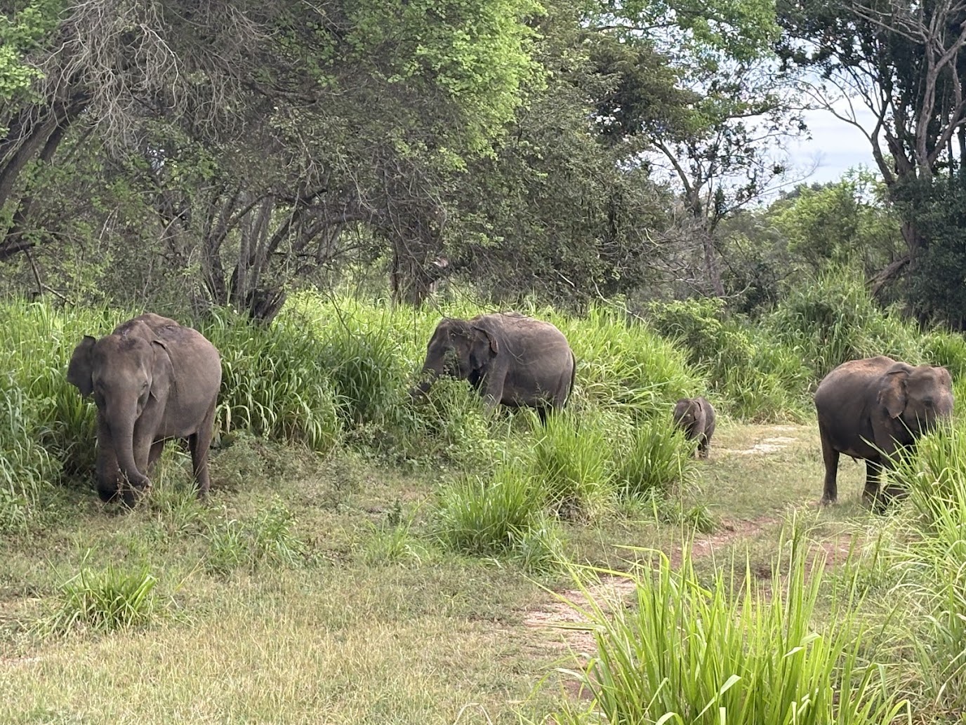 Minneriya Sri Lanka Great Elephant Gathering | Asian Elephants & Wildlife Sri Lanka minneriya elephant gathering