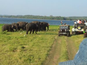 Great Elephant Gathering of wild elephants at Minneriya and Kaudulla National Parks in Sri Lanka