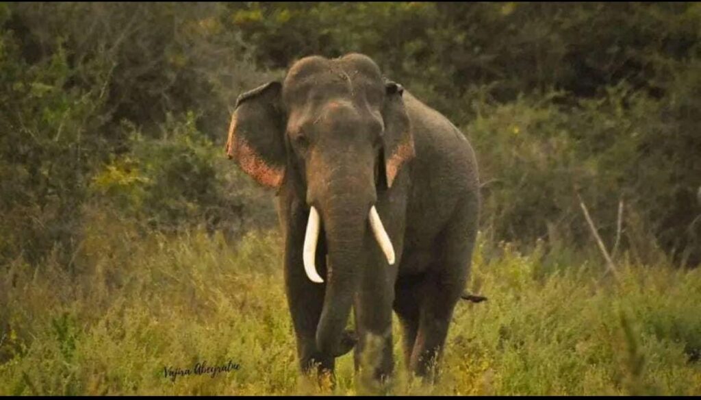 Minneriya Sri Lanka Great Elephant Gathering | Asian Elephants & Wildlife Sri Lanka diga danthu 1
