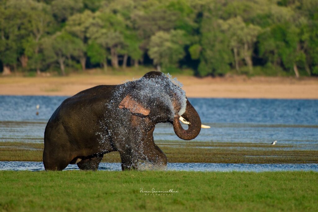 Sri Lanka Travel Guide for First-Time Visitors | Wildlife & Heritage fice0885