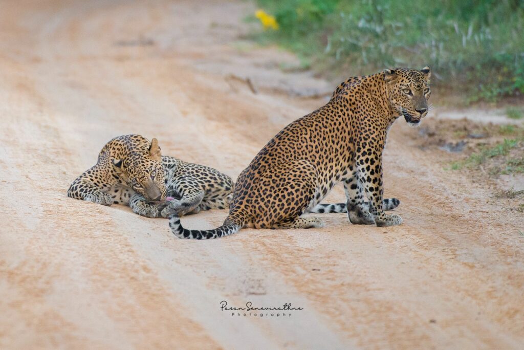 Sri Lanka Travel Guide for First-Time Visitors | Wildlife & Heritage jaii4284