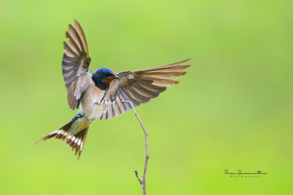 Sri Lanka Travel Guide for First-Time Visitors | Wildlife & Heritage oddt9428