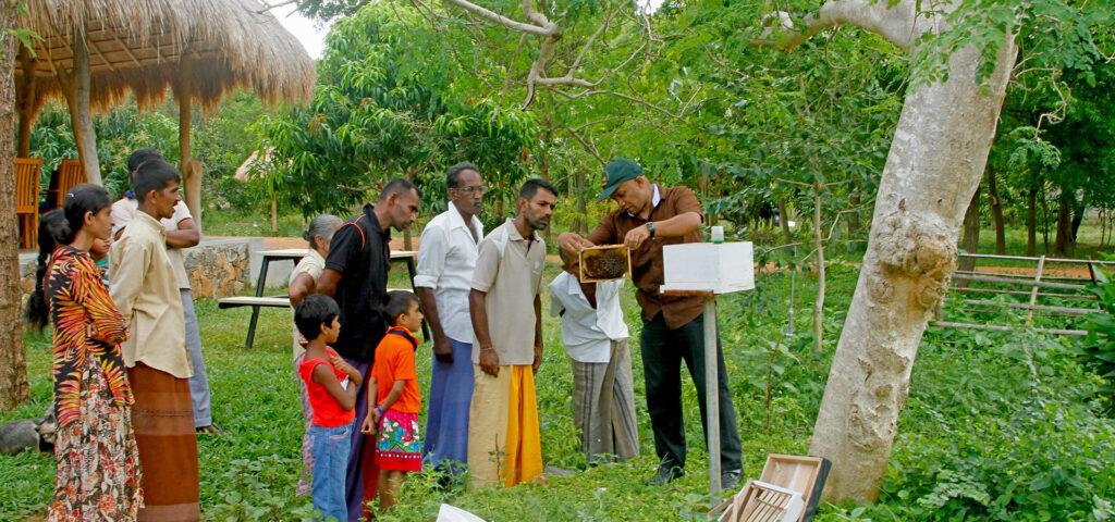 Sri Lanka Travel Guide for First-Time Visitors | Wildlife & Heritage pic6
