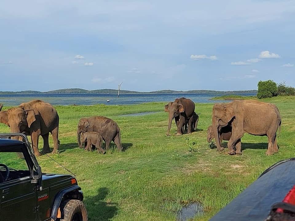 Sri Lanka Travel Guide for First-Time Visitors | Wildlife & Heritage wildlife safari
