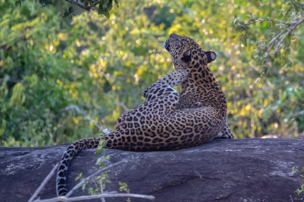 Sri Lanka Travel Guide for First-Time Visitors | Wildlife & Heritage yala tiger 3