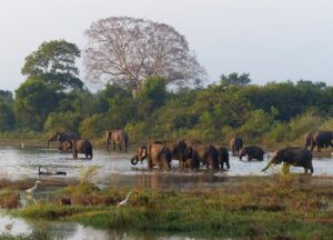 elephants, nature, safari, sri lanka, animals, bath, sri lanka, sri lanka, sri lanka, sri lanka, sri lanka
