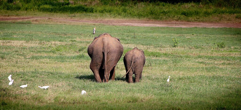 Minneriya Sri Lanka Great Elephant Gathering | Asian Elephants & Wildlife Sri Lanka Sri Lanka wild elephant family near Kaudulla and Minneriya National Parks