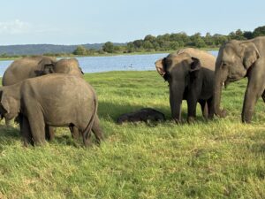 Sri lanka safari Minneriya National Park