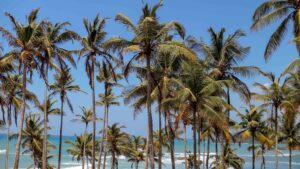 sri lanka beach scape travel
