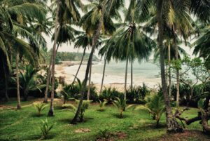 Scenery with green tropical palms growing on calm beach of ocean with lush greenery
