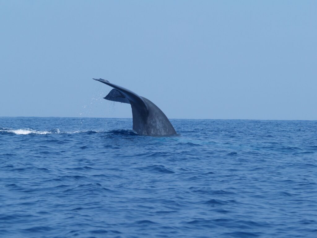 To Know about Mirissa Whales Watching experience - Best Time, travel Tips & How to Book whale watching Mirissa sri lanka