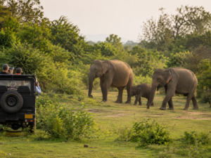 sri lanka wildlife tours