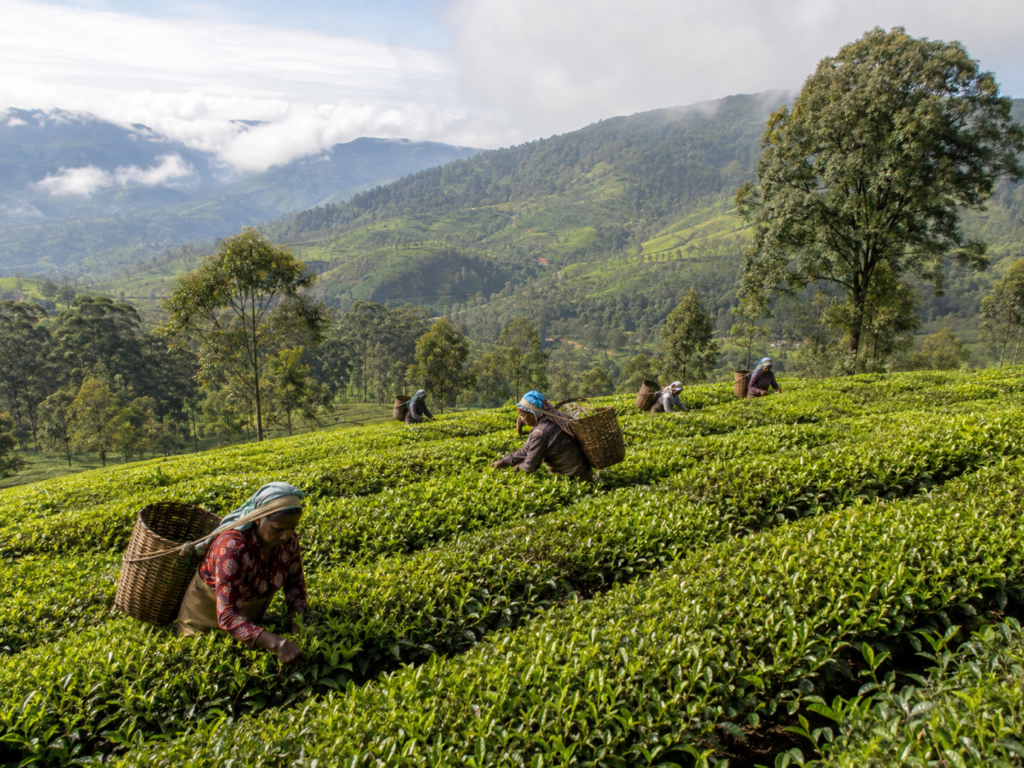 sri lanka travel package